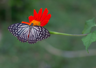 butterfly on a mexican sunflower