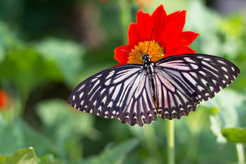 butterfly on a mexican sunflower