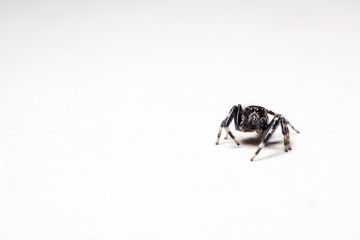 Jumping spider