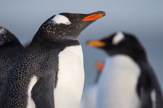 Close up Gentoo Penguin (Pygoscelis papua)