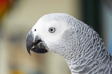 Portrait of African grey parrot