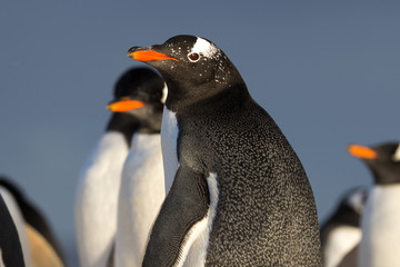 Gentoo Penguin (Pygoscelis papua) looking towards camera