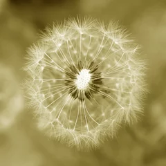 Foto auf Alu-Dibond dandelion seed head close up sepia tone © BOZMP