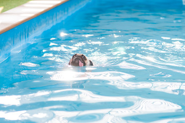 a cute dog Pug swim at a local public pool , float