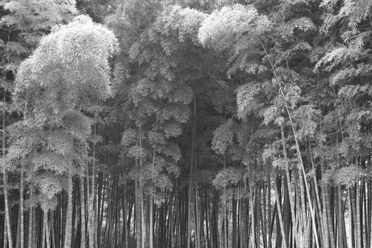 Fototapeta bamboo forest monochrome