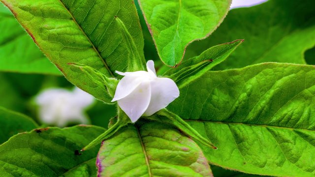 Medlar Blossoming /Timelapse video of a medlar flower blossoming on a blue background