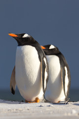 Gentoo Penguin (Pygoscelis papua) couple.