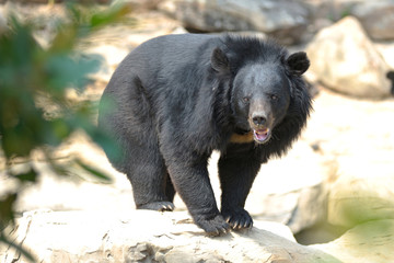 Asiatic black bear