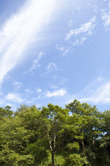 青空と森林