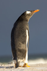 Cute Gentoo Penguin with wings by side