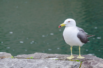 Seagull standing on a rock at otaru canal hokkaido