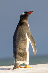 Cute Gentoo Penguin turning towards sunlight.
