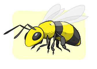 Bee, a hand drawn vector illustration of a bee, isolated on a simple background (editable).