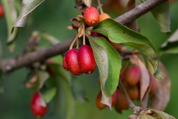 dogwood fruit