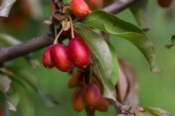 dogwood fruit