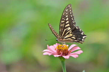 Obraz na płótnie Canvas アゲハ蝶とジニアの花