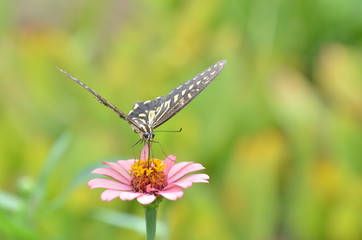 アゲハ蝶とジニアの花