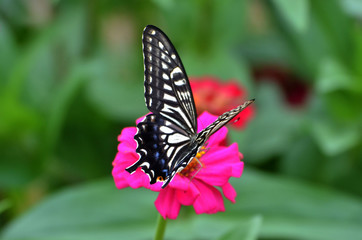 アゲハ蝶とジニアの花