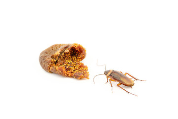 Cockroach