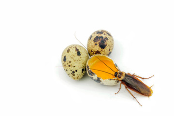 Cockroach © jamlongtunkaew