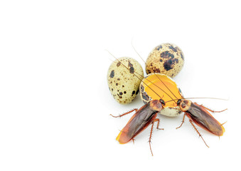 Cockroach © jamlongtunkaew