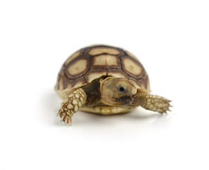 turtle isolated on white background