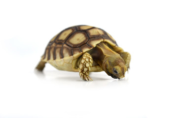 turtle isolated on white background