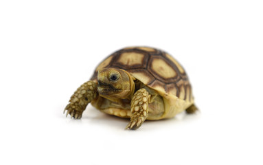 turtle isolated on white background