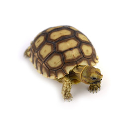turtle isolated on white background