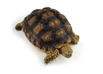 Fototapeta premium turtle isolated on white background