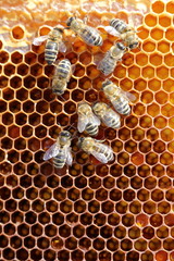 Bienengruppe beim Wabenbau - 89961960