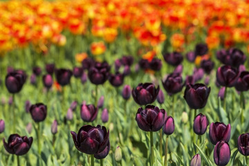Obraz premium background field flower bed of blooming dark purple and bright orange tulips on the flower festival in Istanbul