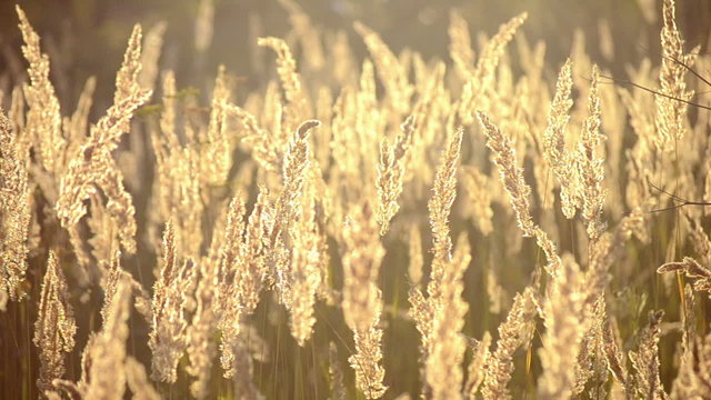 dry feather grass in the sun in the summer evening
