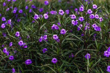 Fototapeta premium chinesische Blüten