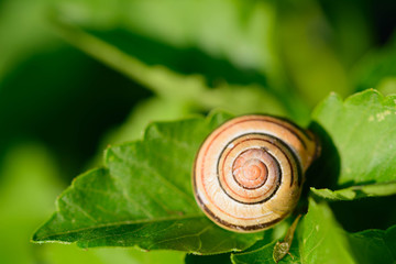 Schneckenfrass, eine Plage im Garten und trotzdem ein Wunder der Natur