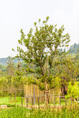 Obraz premium Park in Jiangyin