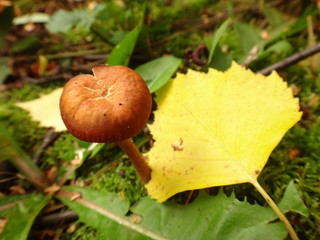 Гриб красноватого цвета рядом с желтым листком