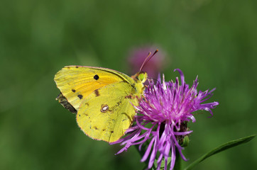  Der gelbe Postillon gehört zu der Familie der Weißlinge