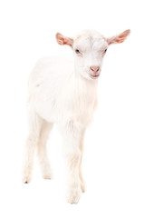 Portrait of a goat, standing in full length