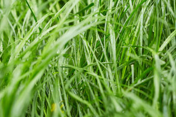 Grass with drops of water