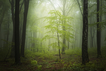 Fantasy forest in fog