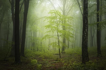 Zelfklevend Fotobehang Fantasy forest in fog © bonciutoma