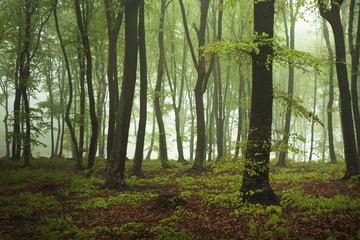 Obraz premium Green foggy forest