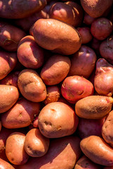 Potatoes Harvest