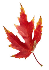 Maple autumn leaf