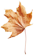 Maple autumn leaf