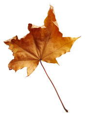 Maple autumn leaf