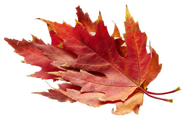 Maple autumn leaves