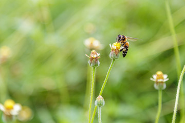 Bee on the tridax procumbens