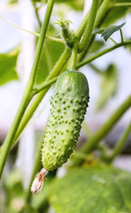 Cucumber in a greenhouse